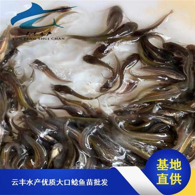 南方大口鯰魚苗市場探析 從水花培育到價格趨勢與采購指南