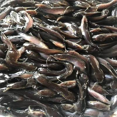 粵宏水產 專業批發優質埃及塘鲺魚苗，信譽為本，服務全國