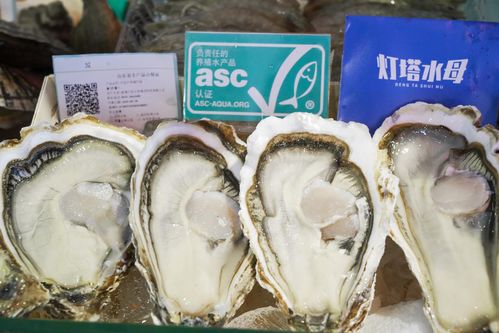 燈塔水母生蠔采購指南 品質、優勢與批發注意事項